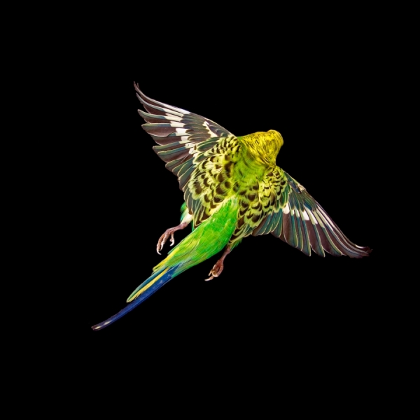 Photograph Naomi Pitcairn Green Budgerigar on One Eyeland